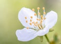 Beautiful flower is very close, blooming apple tree in macro