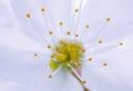 beautiful flower is very close, blooming apple tree in macro