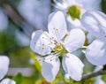 Beautiful flower is very close, blooming apple tree in macro