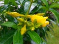 Beautiful flower views after the rain