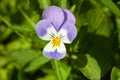 Beautiful flower Viola tricolor, or Pansy Royalty Free Stock Photo