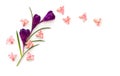 Beautiful flower violet crocuses and pink hyacinths Hyacinthus on a white background with space for text. Top view, flat lay