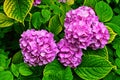 Beautiful flower violet sun Royalty Free Stock Photo