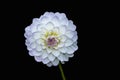 Beautiful flower, white dahlia isolated on a black background Royalty Free Stock Photo