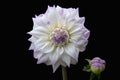 Beautiful flower, white dahlia isolated on a black background Royalty Free Stock Photo