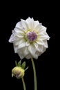 Beautiful flower, white dahlia isolated on a black background Royalty Free Stock Photo