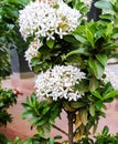 Beautiful flower white ixora blossom