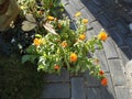 Calendula officinalis, the pot marigold, ruddles, common marigold or Scotch marigold. Berlin, Germany Royalty Free Stock Photo