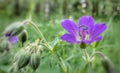 Beautiful flower wood cranesbill