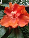 Beautiful flower & x22;Bunga tujuh jarum& x22; Royalty Free Stock Photo