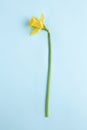 Beautiful flower of yellow daffodil on a blue background. flat lay, top view Royalty Free Stock Photo