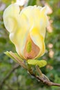 Beautiful flower of flowering Magnolia Yellow Bird Royalty Free Stock Photo