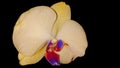 Beautiful flower of a yellow orchid on lack background. Royalty Free Stock Photo