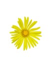 Beautiful flower with yellow petals. Arnica mountain. Isolated. White background