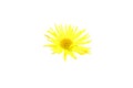 Beautiful flower with yellow petals. Arnica mountain. Isolated. White background