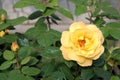 Beautiful flower yellow rose green leaves beautiful nature macro view Royalty Free Stock Photo