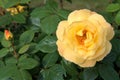 Beautiful flower yellow rose green leaves beautiful nature macro view Royalty Free Stock Photo