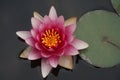 Beautiful flower: Yellow water lilly in small pond Royalty Free Stock Photo