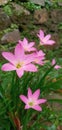 Beautiful flower zephyranthes minuta