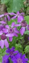 Beautiful flower in the zoo garden of India