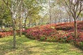 Beautiful flowerbed as linea from flowers in outdoor park Royalty Free Stock Photo