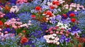 Beautiful flowerbed of different types of flowers such as daisies, violets, close-up, selective focus Royalty Free Stock Photo