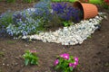 Beautiful flowerbed with flowers blue lithodora diffusa blooms.