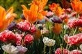 Beautiful flowerbed full of blooming tulips and peonies at the Frederik Meijer Gardens in Grand Rapids Michigan Royalty Free Stock Photo