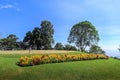 Beautiful flowerbeds garden