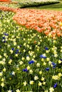 Beautiful flowerbeds Keukenhof