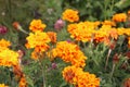 Beautiful flowerbeds of yellow flowers