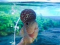 Beautiful flowerhorn fish with big horn head