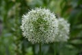 Beautiful Flowering Allium Flower Blossom in a Spring Garden