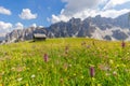 Beautiful flowering alpine meadow in the foreground and Italian Dolomites in the background.