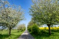 Path with apple trees blossoming in spring, white blossoms on apple tree branches, first green leaves against yellow rape field Royalty Free Stock Photo