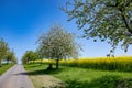 Path with apple trees blossoming in spring, white blossoms on apple tree branches, first green leaves against yellow rape field Royalty Free Stock Photo