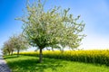 Path with apple trees blossoming in spring, white blossoms on apple tree branches, first green leaves against yellow rape field Royalty Free Stock Photo