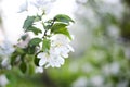 Beautiful flowering apple tree branch. Spring Garden Blooming apple tree branch in spring. Cherry blossoms in spring close-up on g Royalty Free Stock Photo