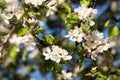 A beautiful flowering apple tree with white blossoms during spring