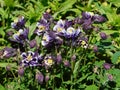 beautiful flowering aquilegia plants with purple petals blooming in the garden