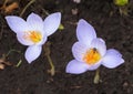 Beautiful flowering of autumn crocuses