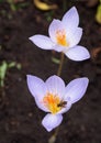 Beautiful flowering of autumn crocuses