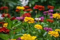 A beautiful flowering bed with many bright and colorful dahlia flowers Royalty Free Stock Photo