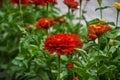 A beautiful flowering bed with many bright and colorful dahlia flowers Royalty Free Stock Photo