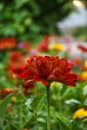 A beautiful flowering bed with many bright and colorful dahlia flowers Royalty Free Stock Photo