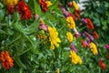 A beautiful flowering bed with many bright and colorful dahlia flowers Royalty Free Stock Photo