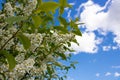Beautiful flowering bird cherry branches on a Sunny spring day. bird cherry blossoms on a bright blue background sky Royalty Free Stock Photo