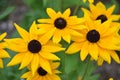 Beautiful Flowering Black Eyed Susan Blossoms in a Garden