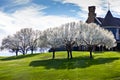 Beautiful flowering Bradford pear trees in springtime in Texas