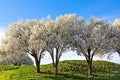 Beautiful flowering Bradford pear trees in springtime in Texas